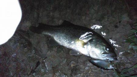 8月17日　一庫ダム釣行